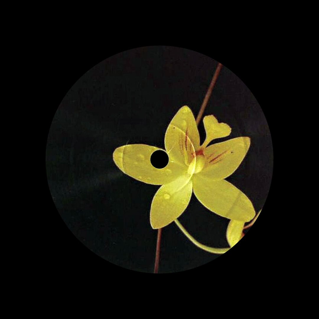 Recloose - Dust - 12